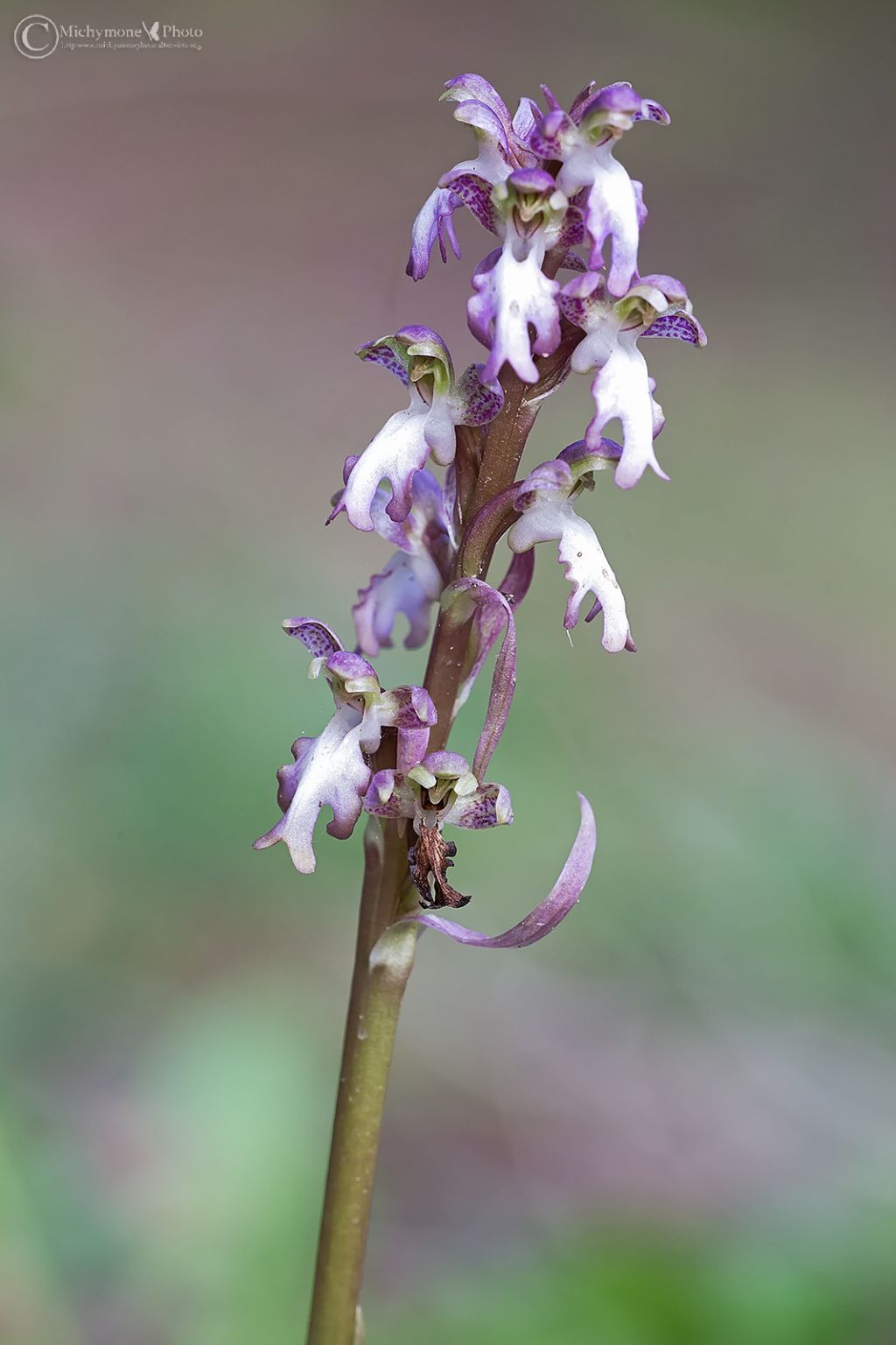 Barlia robertiana